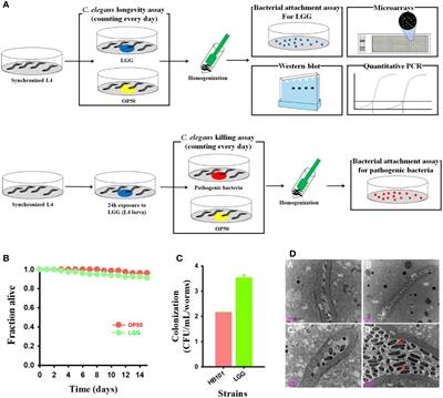 Probiotic Lacticaseibacillus rhamnosus GG Increased Longevity and Resistance Against Foodborne Pathogens in Caenorhabditis elegans by Regulating MicroRNA miR-34